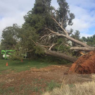 TREE REMOVAL